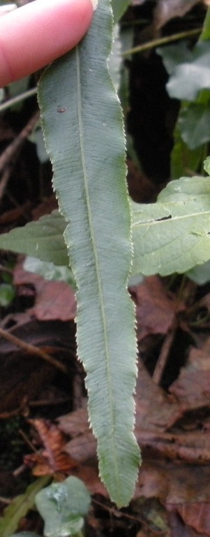 Pteris cretica / Pteride di Creta